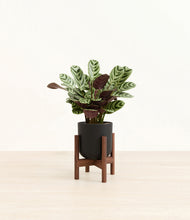 Load image into Gallery viewer, Stone Black stand:walnut