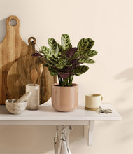 Load image into Gallery viewer, Glossy Pink