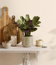 Load image into Gallery viewer, Sage Green