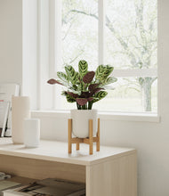 Load image into Gallery viewer, Natural Bamboo stand:bamboo