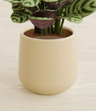 Load image into Gallery viewer, Almond Green stand:all