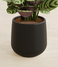 Load image into Gallery viewer, Black stand:all