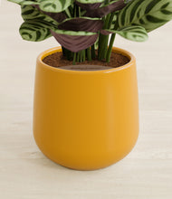 Load image into Gallery viewer, Mustard stand:all