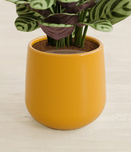 Load image into Gallery viewer, Mustard stand:all