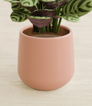 Load image into Gallery viewer, Calm Rose stand:all