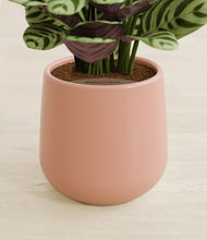 Load image into Gallery viewer, Calm Rose stand:all