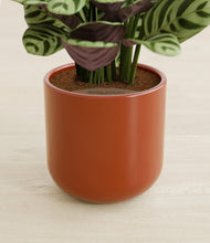 Load image into Gallery viewer, Earth Red stand:all