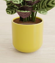 Load image into Gallery viewer, Key Lime Yellow stand:all