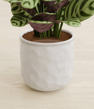 Load image into Gallery viewer, Hammered Ivory stand:all