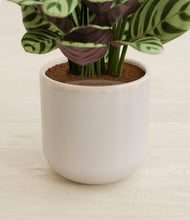 Load image into Gallery viewer, Snowdrift White stand:all