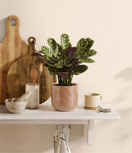 Load image into Gallery viewer, Hammered Peach Pink