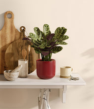 Load image into Gallery viewer, Striped Cherry Red