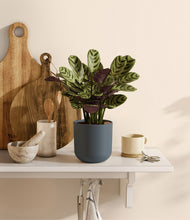 Load image into Gallery viewer, Iron Gray