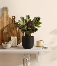 Load image into Gallery viewer, Stone Black