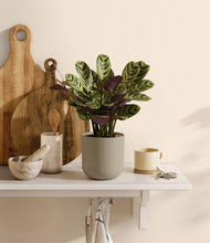 Load image into Gallery viewer, Sage Green