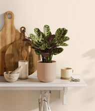 Load image into Gallery viewer, Sandy Pink