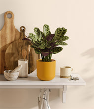 Load image into Gallery viewer, Sunset Orange