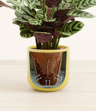 Load image into Gallery viewer, Key Lime Yellow stand:all