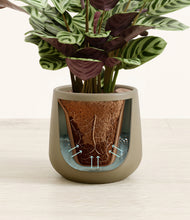 Load image into Gallery viewer, Olive stand:all