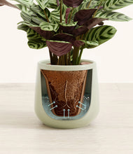 Load image into Gallery viewer, Turquoise stand:all