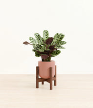 Load image into Gallery viewer, Striped Rose Pink stand:walnut