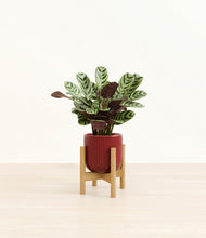 Load image into Gallery viewer, Striped Cherry Red stand:bamboo