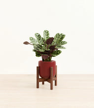 Load image into Gallery viewer, Striped Cherry Red stand:walnut