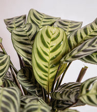 Load image into Gallery viewer, ALL