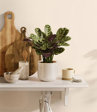 Load image into Gallery viewer, Snowdrift White