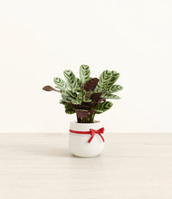 Load image into Gallery viewer, Marxii Calathea
