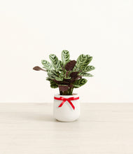 Load image into Gallery viewer, Marxii Calathea
