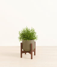 Load image into Gallery viewer, Olive stand:walnut