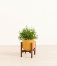 Load image into Gallery viewer, Mustard stand:walnut