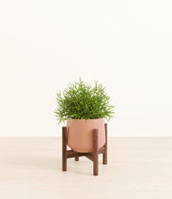 Load image into Gallery viewer, Calm Rose stand:walnut