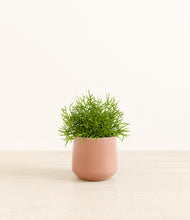 Load image into Gallery viewer, Calm Rose*****Profile