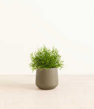 Load image into Gallery viewer, Olive*****Profile