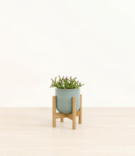 Load image into Gallery viewer, Reactive Aqua stand:bamboo