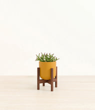 Load image into Gallery viewer, Sunset Orange stand:walnut