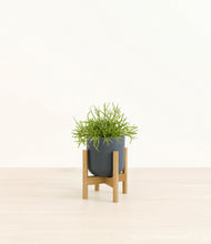 Load image into Gallery viewer, Iron Gray stand:bamboo