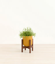Load image into Gallery viewer, Sunset Orange stand:walnut