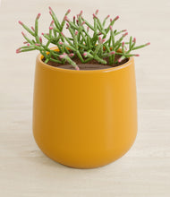 Load image into Gallery viewer, Mustard stand:all