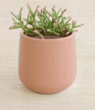 Load image into Gallery viewer, Calm Rose stand:all