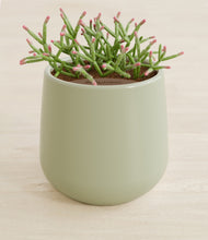 Load image into Gallery viewer, Turquoise stand:all