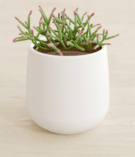 Load image into Gallery viewer, White stand:all