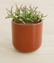 Load image into Gallery viewer, Earth Red stand:all