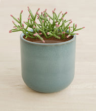 Load image into Gallery viewer, Reactive Aqua stand:all