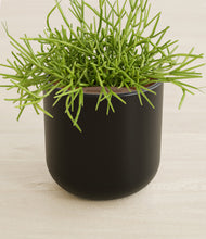 Load image into Gallery viewer, Stone Black stand:all