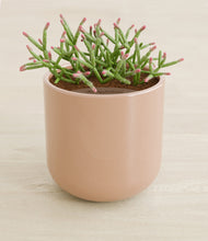 Load image into Gallery viewer, Glossy Pink stand:all