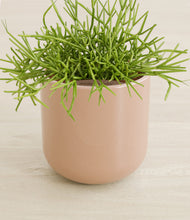 Load image into Gallery viewer, Glossy Pink stand:all