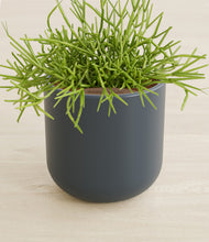 Load image into Gallery viewer, Iron Gray stand:all